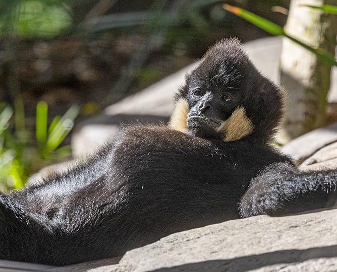 Red-Cheeked Gibbon