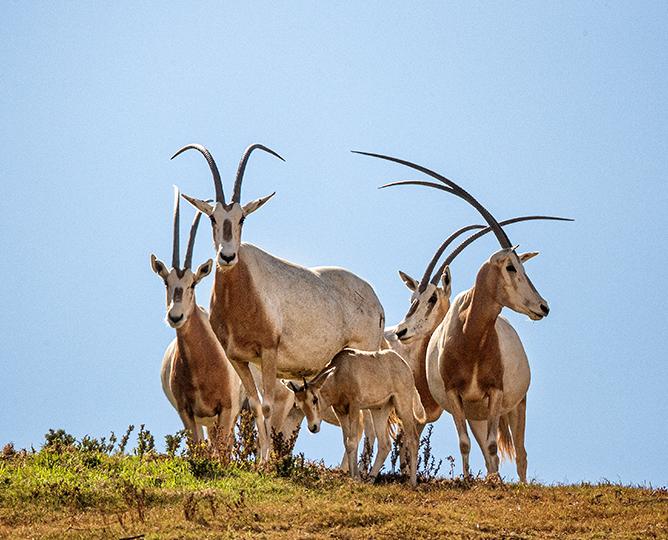 Scimitar-Horned Oryx