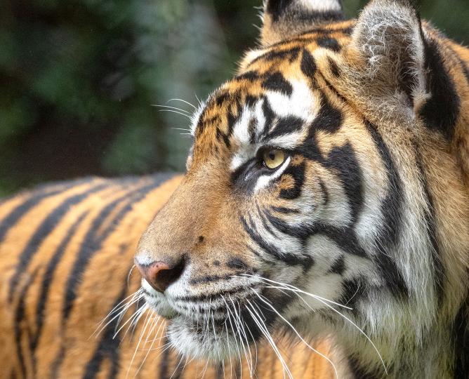 Sumatran Tiger