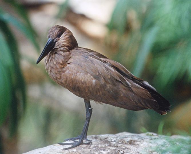 HAMERKOP