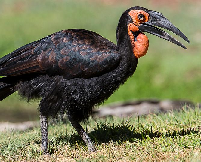 HORNBILL