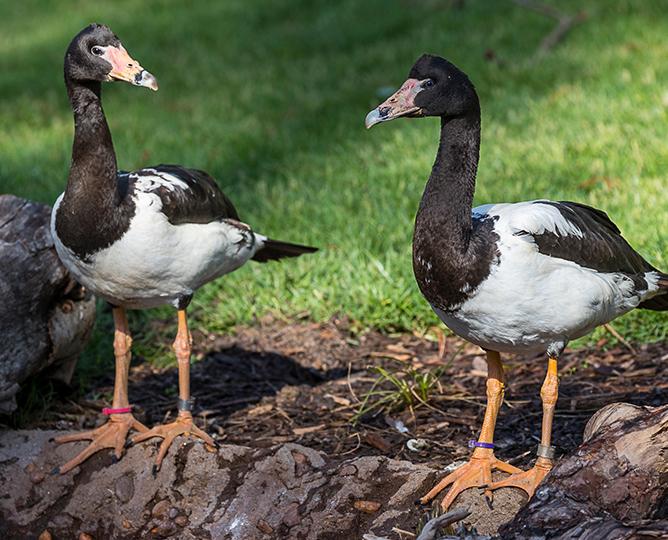 MAGPIE GOOSE