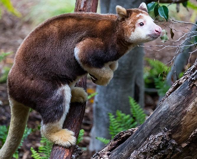 MATSCHIE'S TREE KANGAROO 