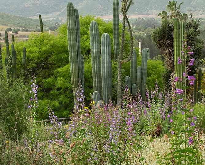 NATIVESCAPES GARDEN