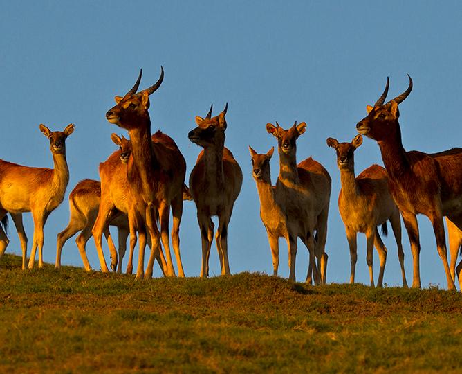 NILE LECHWE