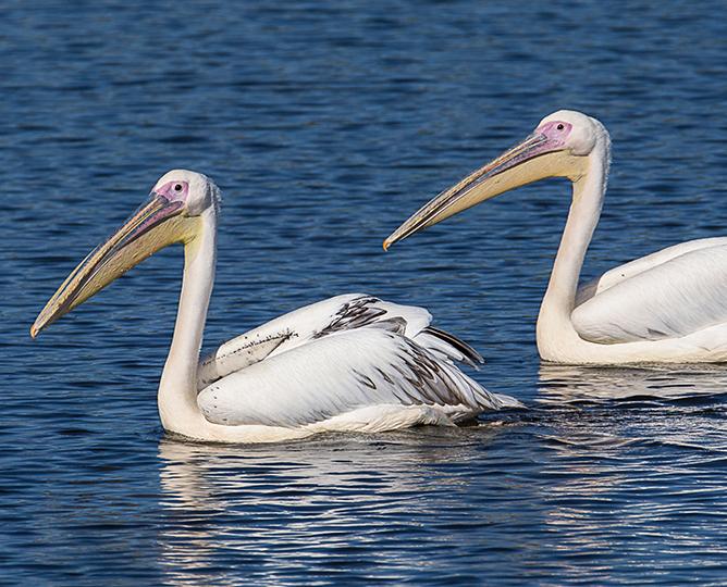 PELICAN
