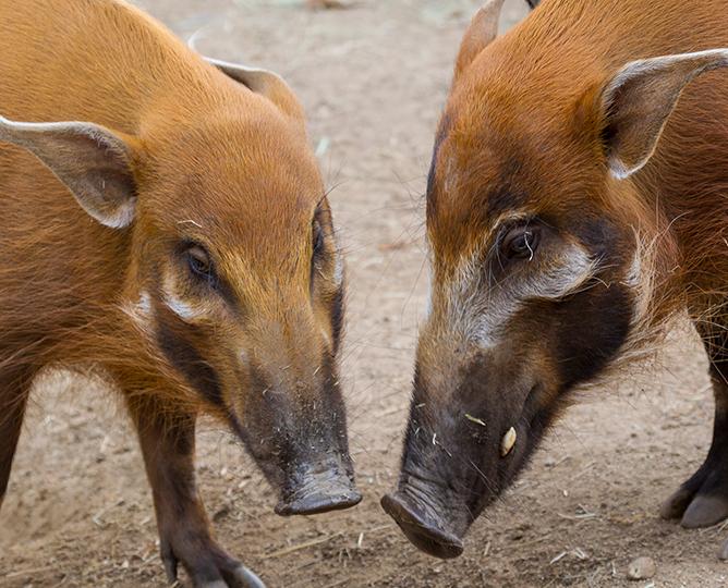 RED RIVER HOG