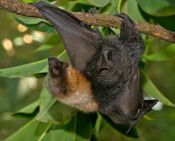 RODRIGUES FLYING FOX