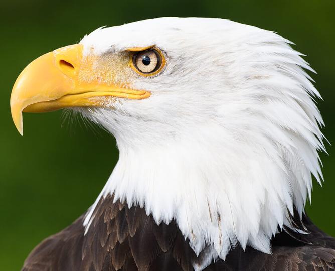 Bald eagle