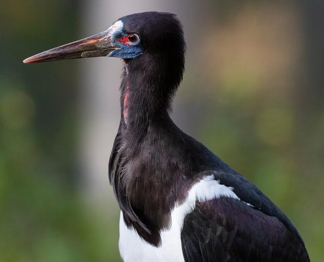 Abdim's Stork