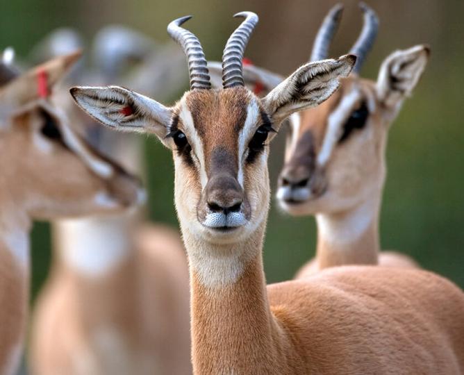 Nubian soemmerings