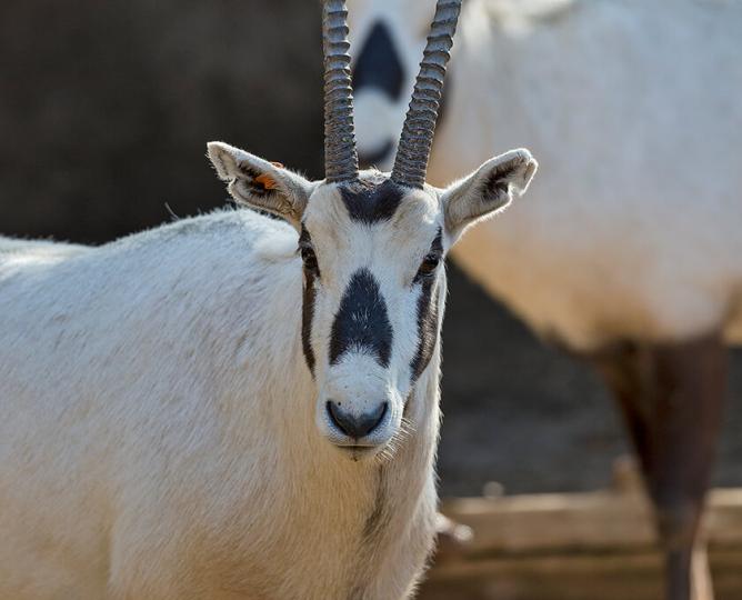 Arabian oryx