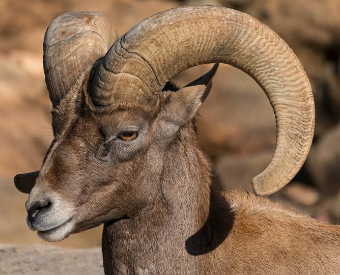 Bighorn sheep