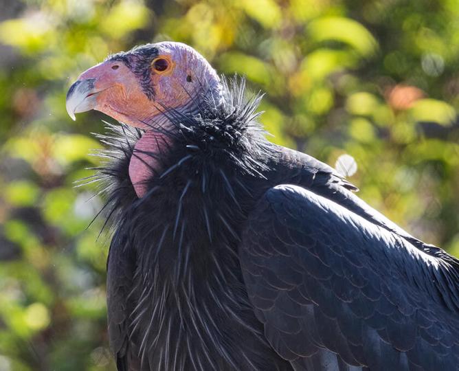 California condor in front of green foliage.