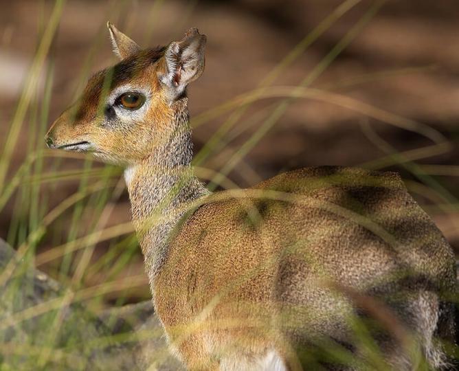 Dik dik behind long grass.