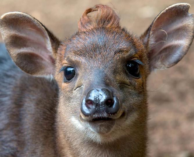 Duiker calf