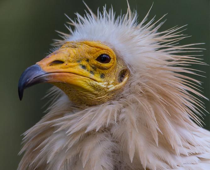 Egyptian vulture