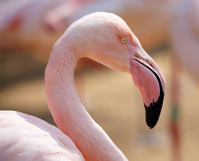 Greater flamingo