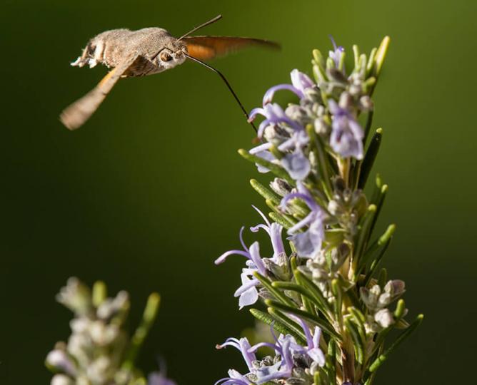 Hawk moth feeding from rosemary flowers.