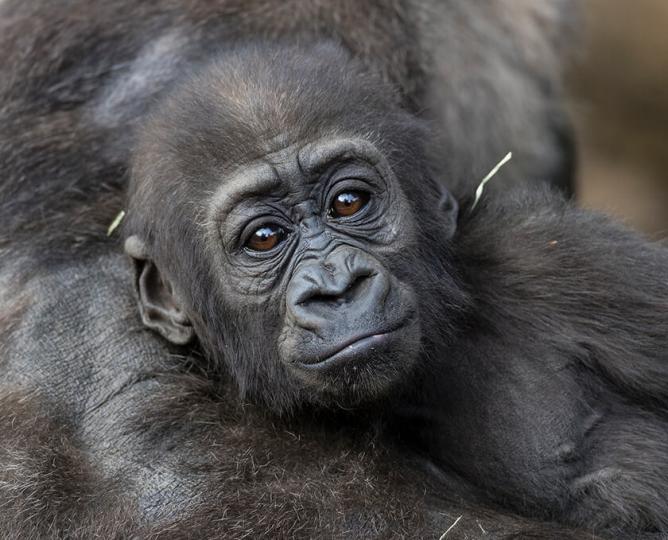 Gorilla baby
