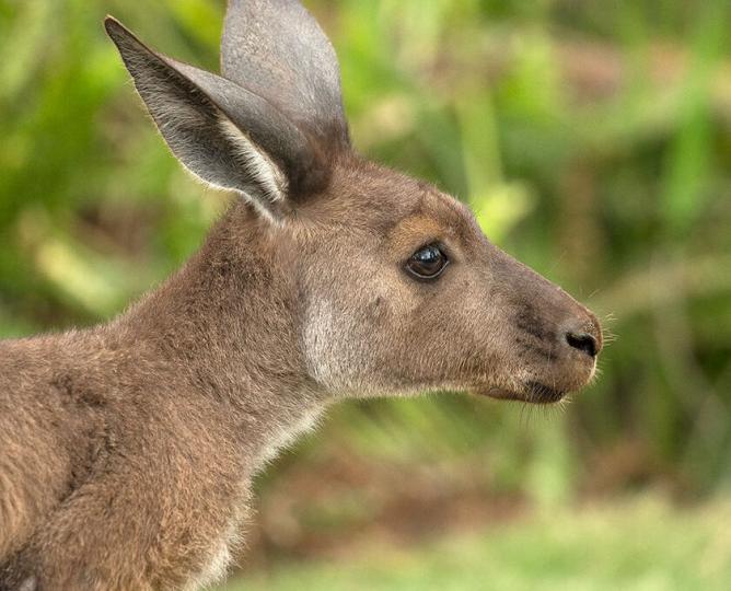 Kangaroo
