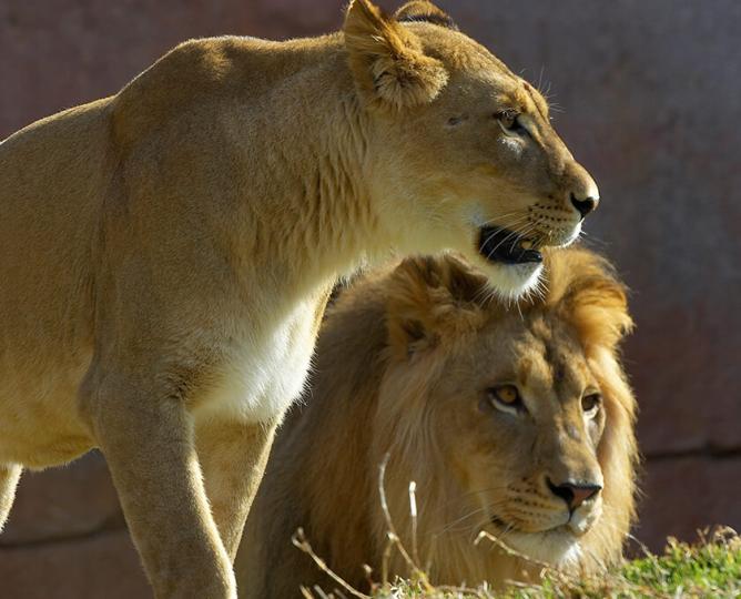 Lioness and lion