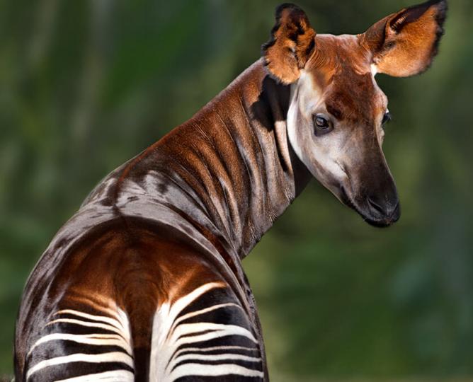 Okapi with view of striped behind.