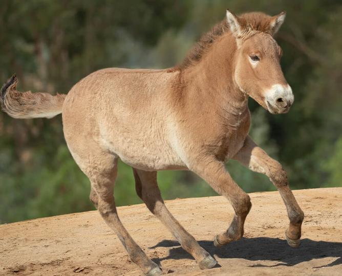 Przewalski's Horse
