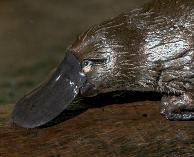 Platypus on log.