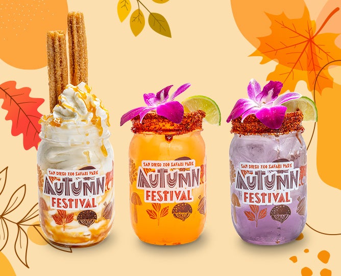 Autumn Festival Drinks