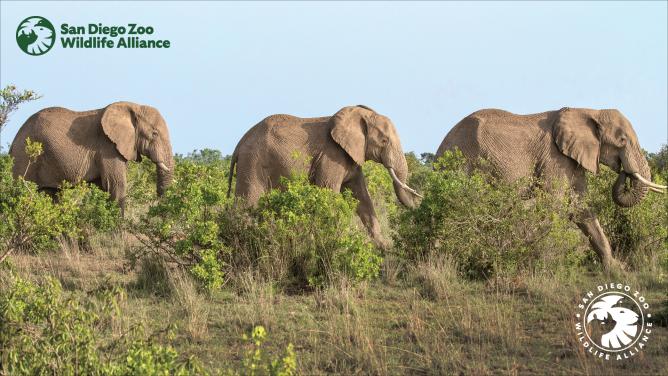 3 African elephants