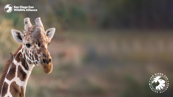 Giraffe