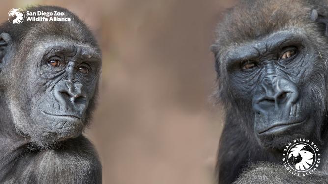 two gorillas