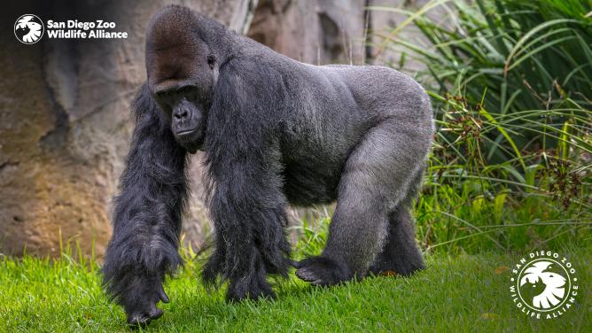 gorilla silverback