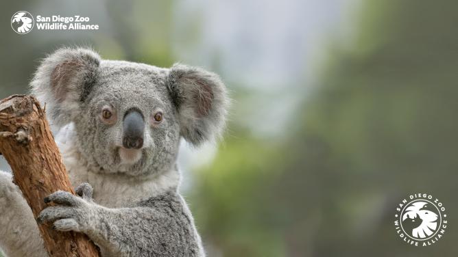 Koala