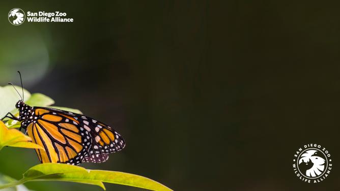 Monarch butterfly