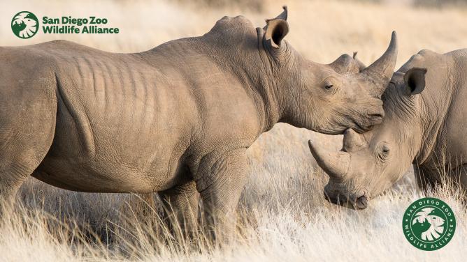 White Rhinoceros