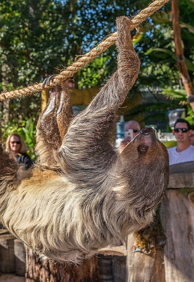 animals in action