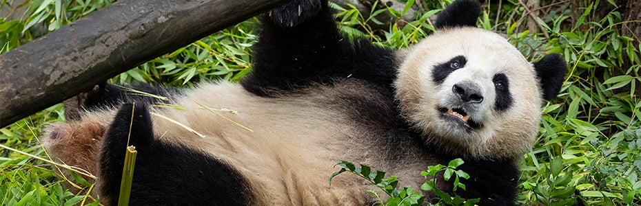 panda
