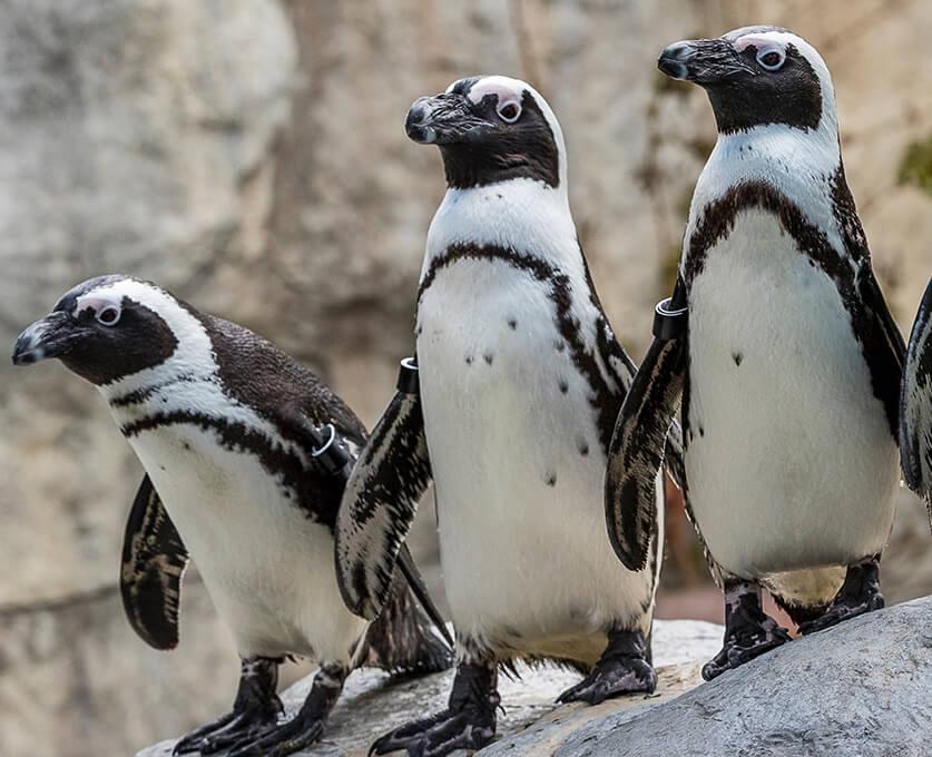 African penguins