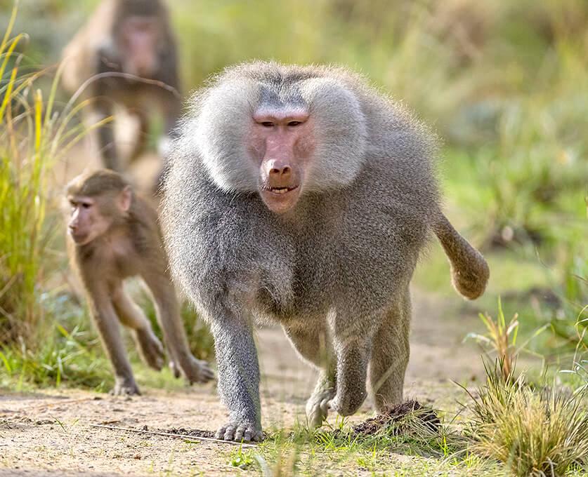 hamadryas baboon