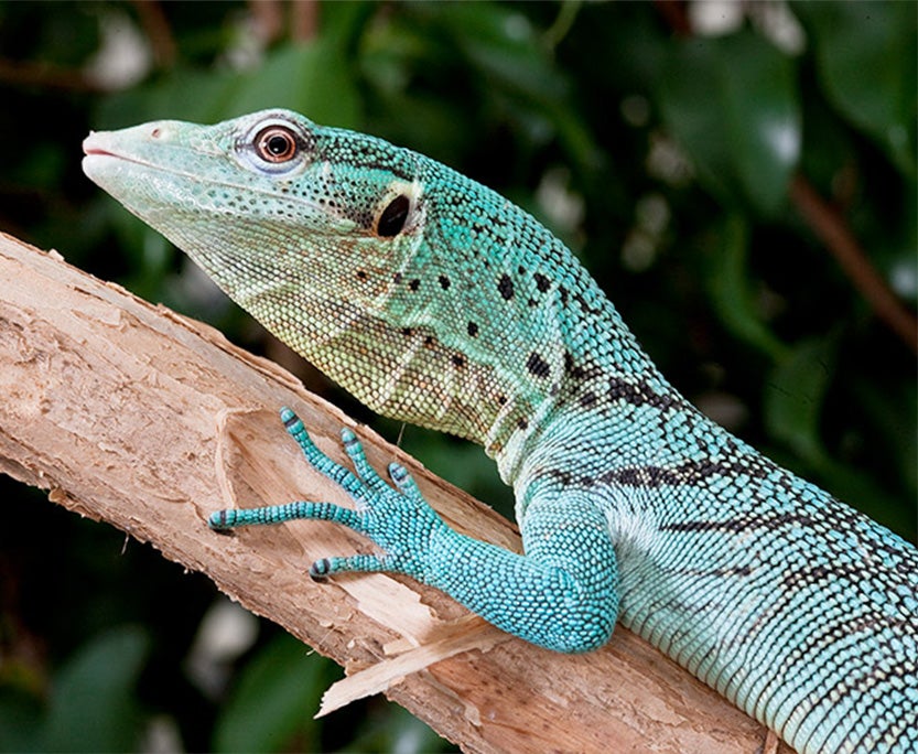 Cool Critters Reptile House