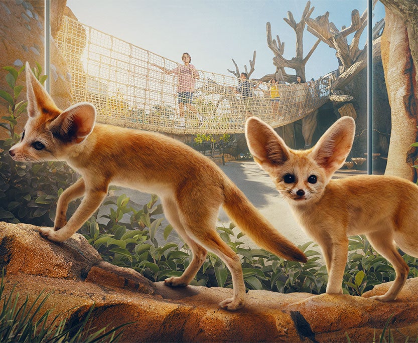 Fennet Fox Desert Dunes