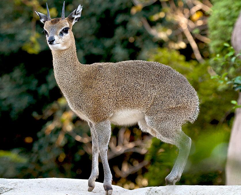klipspringer