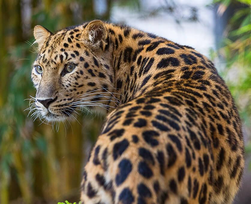 leopard