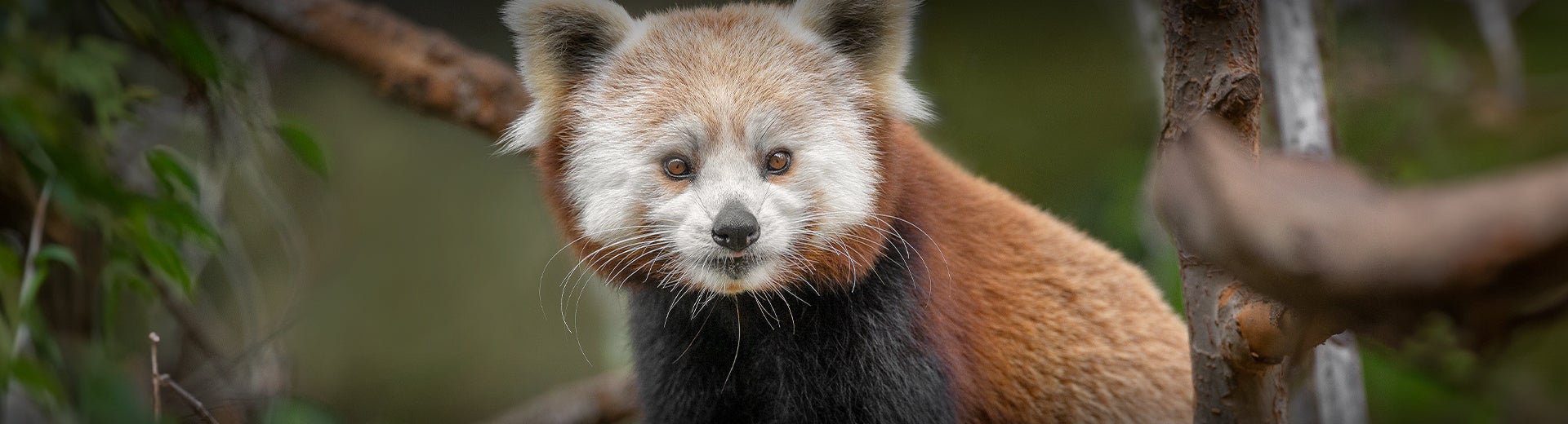 red panda on branch