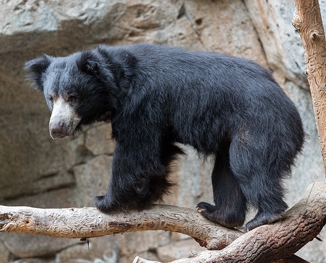 Bear Crawl