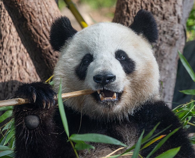 Panda