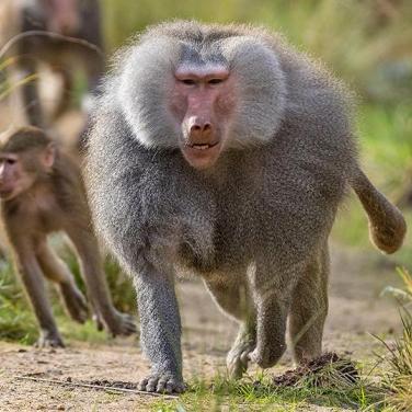 hamadryas baboons