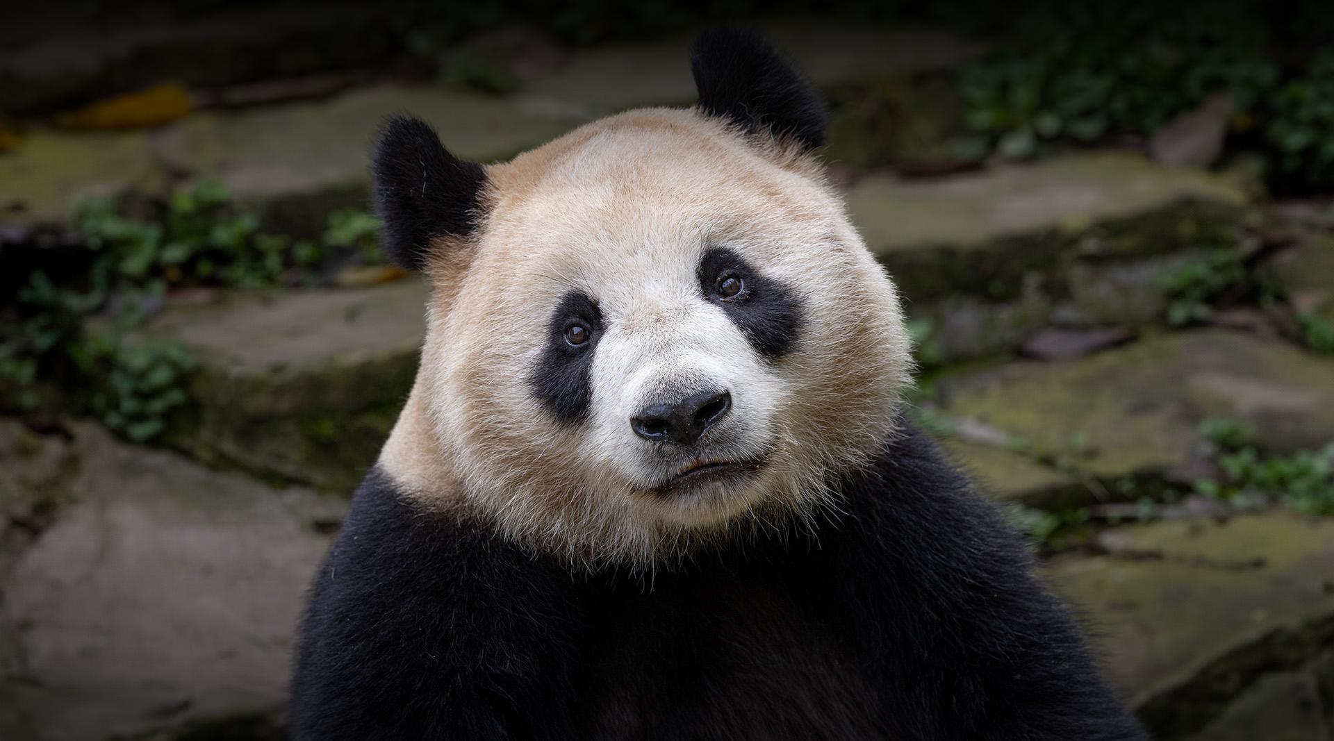 panda